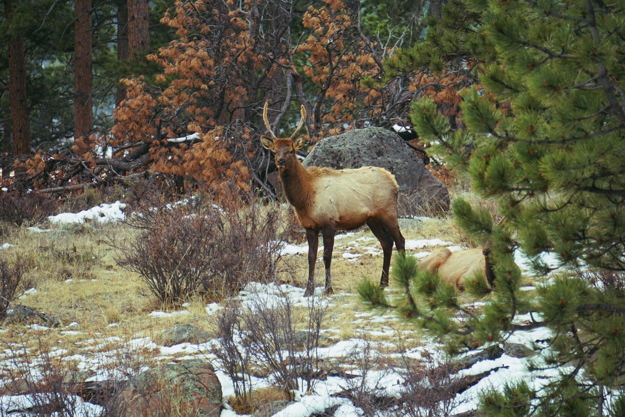 Elk at Rocky Mountain National Park