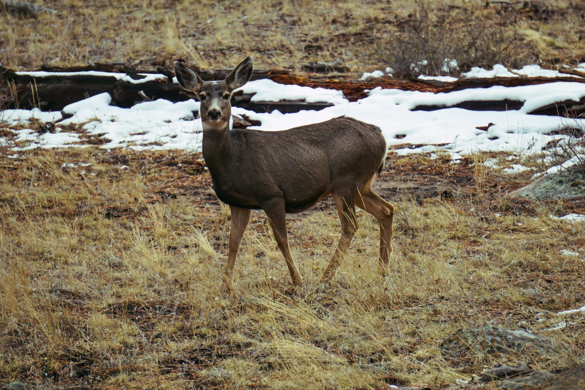 Deer at Rocky Mountain National Park