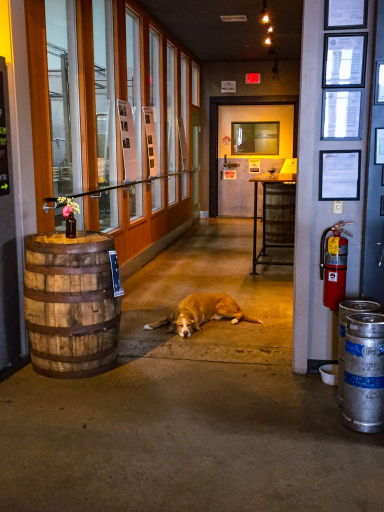Dog Sleeping in Switchback Brewery